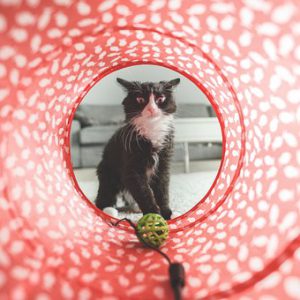 Kat met speelgoed