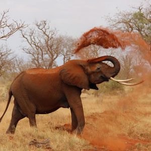 Elephant Afrika