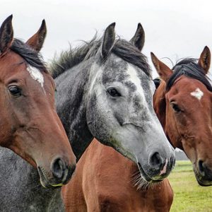 Paarden