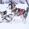 Ontdek-het-noorderlicht-per-hondenslede-husky